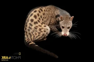 National Geographic Photographers Explore Vinpearl Safari Phu Quoc - image 5