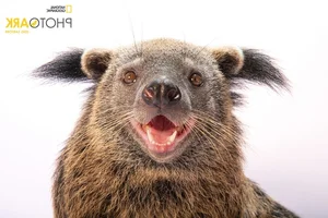 National Geographic Photographers Explore Vinpearl Safari Phu Quoc - image 2