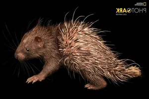 National Geographic Photographers Explore Vinpearl Safari Phu Quoc - image 4