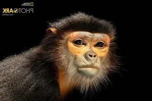 National Geographic Photographers Explore Vinpearl Safari Phu Quoc - image 8