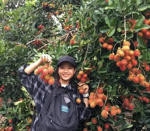 Exploring the Vibrant Fruit Season in the Mekong Delta's Lush Orchards - image 4