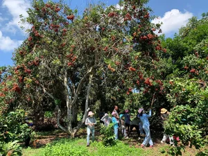 Exploring the Vibrant Fruit Season in the Mekong Delta's Lush Orchards - image 0