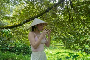 Exploring the Vibrant Fruit Season in the Mekong Delta's Lush Orchards - image 3