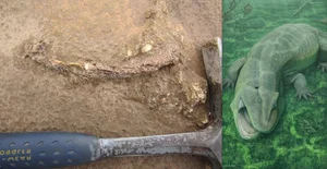 Ancient 275-Million-Year-Old Fossil Reveals Spiral-Toothed Predator - image 9