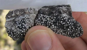 Ancient 275-Million-Year-Old Fossil Reveals Spiral-Toothed Predator - image 0