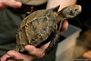 Discovering the Impressed Tortoise: Vietnam's Most Mysterious Land Turtle - image 1
