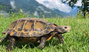 Discovering the Impressed Tortoise: Vietnam's Most Mysterious Land Turtle - image 2