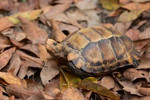 Discovering the Impressed Tortoise: Vietnam's Most Mysterious Land Turtle - image 7