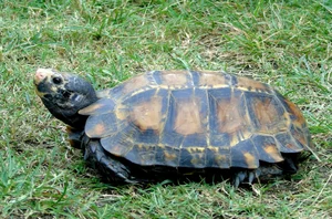 Discovering the Impressed Tortoise: Vietnam's Most Mysterious Land Turtle - image 4