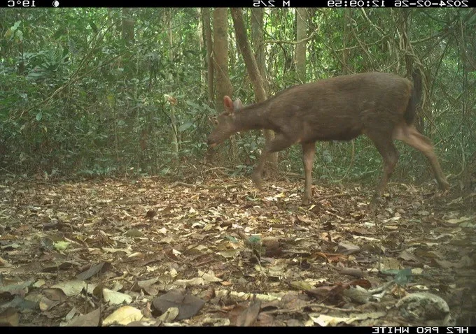 Rare Wildlife Captured by Camera Traps in Phong Nha Ke Bang