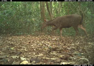 Rare Wildlife Captured by Camera Traps in Phong Nha Ke Bang - image 0