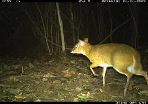 Rare Wildlife Captured by Camera Traps in Phong Nha Ke Bang - image 6