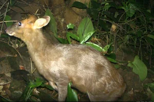 Rare Wildlife Captured by Camera Traps in Phong Nha Ke Bang - image 4