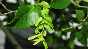 Ancient Chinese Tree Once Thought Extinct Makes Miraculous Survival Comeback - image 2
