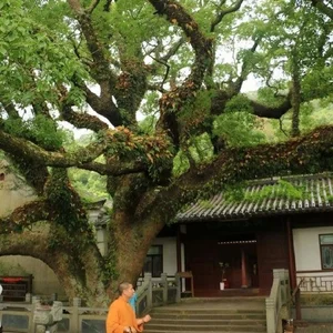 Ancient Chinese Tree Once Thought Extinct Makes Miraculous Survival Comeback - image 4