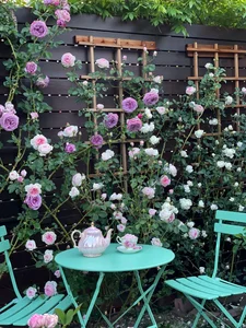 Inside the Dreamy Fairy-Tale Garden Built by a Vietnamese-Origin Couple - image 1
