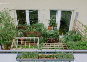 Transforming a Small 8m2 Balcony into a Lush, Colorful Vegetable Garden - image 15