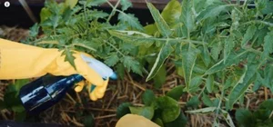 Transforming a Small 8m2 Balcony into a Lush, Colorful Vegetable Garden - image 5