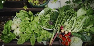 Transforming a Small 8m2 Balcony into a Lush, Colorful Vegetable Garden - image 3