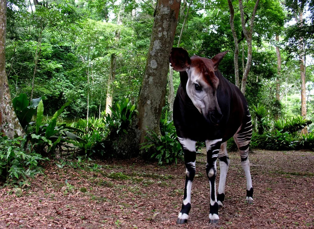 The African Unicorn: Witnessing the Rare and Mysterious Okapi in the Wild