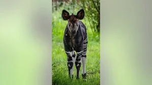 The African Unicorn: Witnessing the Rare and Mysterious Okapi in the Wild - image 5