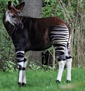 The African Unicorn: Witnessing the Rare and Mysterious Okapi in the Wild - image 2
