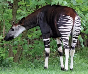 The African Unicorn: Witnessing the Rare and Mysterious Okapi in the Wild - image 4