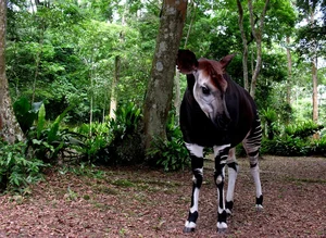 The African Unicorn: Witnessing the Rare and Mysterious Okapi in the Wild - image 0