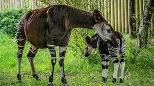 The African Unicorn: Witnessing the Rare and Mysterious Okapi in the Wild - image 9