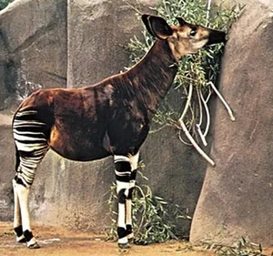 The African Unicorn: Witnessing the Rare and Mysterious Okapi in the Wild - image 6