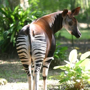 The African Unicorn: Witnessing the Rare and Mysterious Okapi in the Wild - image 3