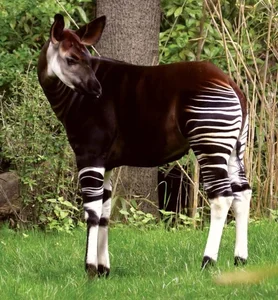 The African Unicorn: Witnessing the Rare and Mysterious Okapi in the Wild - image 8