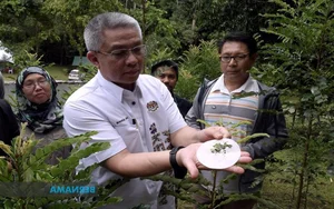 Revolutionary Tech: The Plant Species That 'Mines' Green Gold from Soil - image 4