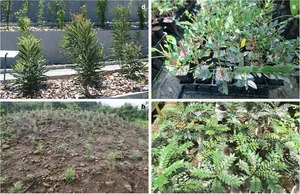 Revolutionary Tech: The Plant Species That 'Mines' Green Gold from Soil - image 2