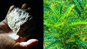 Revolutionary Tech: The Plant Species That 'Mines' Green Gold from Soil - image 3