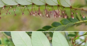 Revolutionary Tech: The Plant Species That 'Mines' Green Gold from Soil - image 5