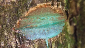 Revolutionary Tech: The Plant Species That 'Mines' Green Gold from Soil - image 1