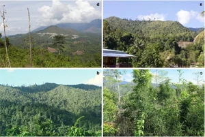 Revolutionary Tech: The Plant Species That 'Mines' Green Gold from Soil - image 6