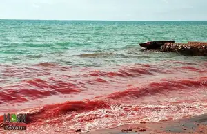 Crimson Sea Mystery: Natural Phenomenon or Strange Omen After Heavy Rain? - image 7