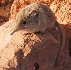 The Mystery of the Mini Elephant: A Species Returns After 50 Years - image 1