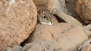 The Mystery of the Mini Elephant: A Species Returns After 50 Years - image 7
