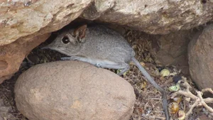 The Mystery of the Mini Elephant: A Species Returns After 50 Years - image 3