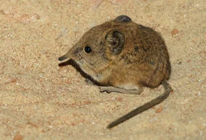 The Mystery of the Mini Elephant: A Species Returns After 50 Years - image 0