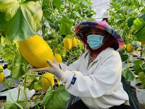 High-Tech Agriculture in Gia Lai: The Greenhouse Cantaloupe Success Story - image 3