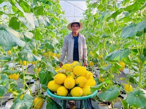 High-Tech Agriculture in Gia Lai: The Greenhouse Cantaloupe Success Story - image 0