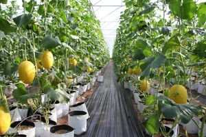High-Tech Agriculture in Gia Lai: The Greenhouse Cantaloupe Success Story - image 4
