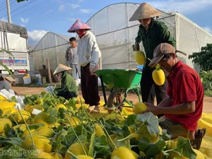 High-Tech Agriculture in Gia Lai: The Greenhouse Cantaloupe Success Story - image 1