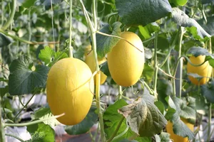 High-Tech Agriculture in Gia Lai: The Greenhouse Cantaloupe Success Story - image 5