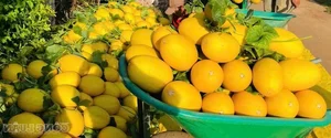 High-Tech Agriculture in Gia Lai: The Greenhouse Cantaloupe Success Story - image 2