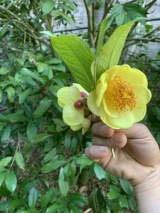 The Rare Vietnamese Plant Prized by Traders for Millions per Kilogram - image 0